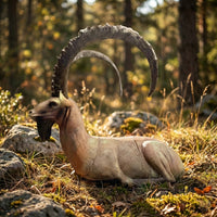 Sibierischer Steinbock