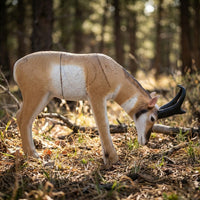 Gabelbock fressend