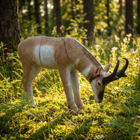 Gabelbock fressend