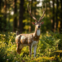 Axis Hirsch