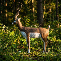 Hirschziegenantilope